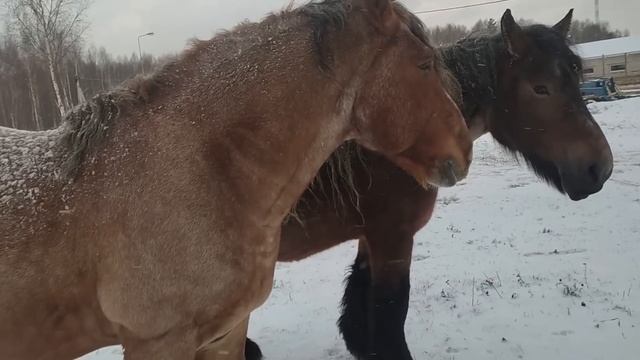 Брабансон - лошадь без хвоста. Советский тяжеловоз и жеребенок.