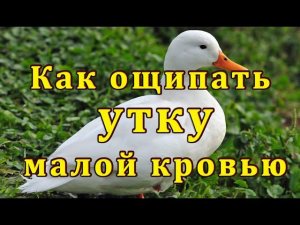 Когда  резать уток чтобы без пеньков? Как  быстро удалить колодку у утки. Взвешивание 55 и 60 дней