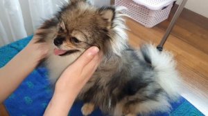 Стрижка шпицов.Короткая стрижка Шпица. Нужно ли?