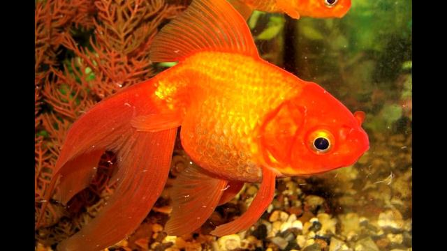 МУЖИКИ РЫБАКИ смотреть онлайн