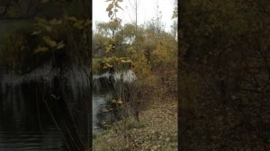 Посадка саженцев дубов