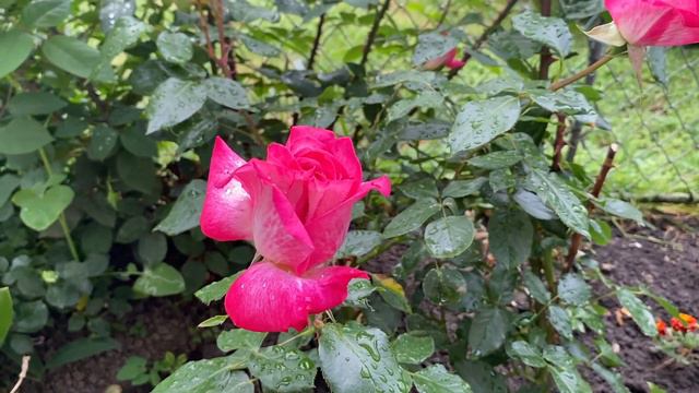 КОПИЯ МАТЕРИ! Вот как выглядит единственная дочь Светланы Пермяковой? смотреть онлайн