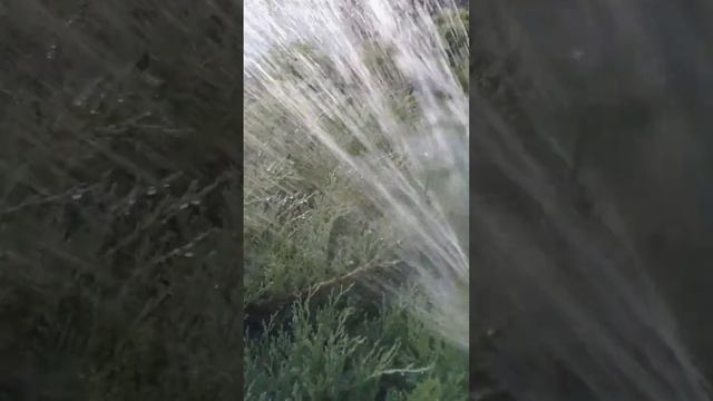 А как вы ухаживаете за своими хвойниками? ?? #можжевельник #уход #дача #полив смотреть онлайн