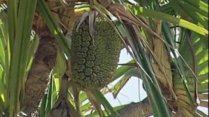 Nourishment from Nature: Aboriginal Screw Pine - A Vital Australian Bush Food