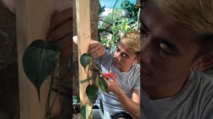 Propagating philodendron micans aurea variegated.