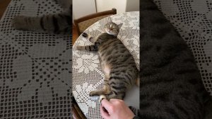 ТиТач Марш ноя и работа с усами кистью для макияжа для котика