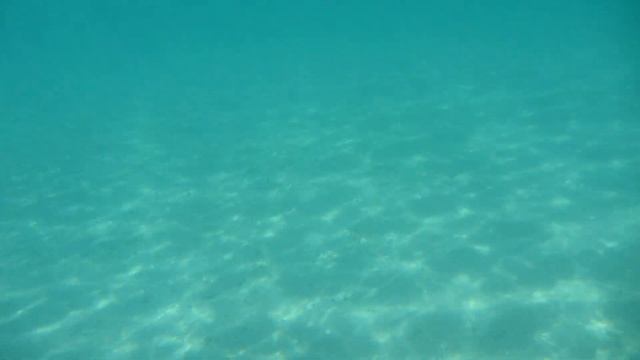 Скат орляк в бухте отеля Fairmont смотреть онлайн