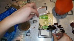 Ирезине укоренение черенка, быстро и легко.