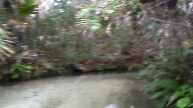 KAYAK NATURE TOURS VIRGINIA BEACH,VA PADDLE JUNIPER SPRINGS STATE PARK FL 12 7 12 FRI 1 смотреть онлайн