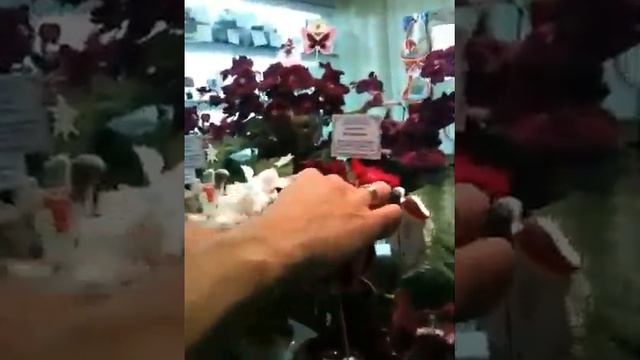 Стрептокарпусы Диметрис в Невском Доме Фиалки смотреть онлайн