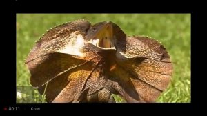 Плащеносная ящерица и её плащ.