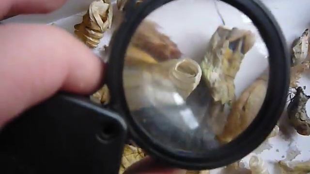 Увеличительное стекло- новый угол зрения на привычные вещи.