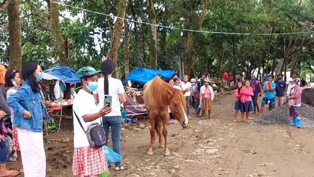 Master Ruben Horses/Firstime Sumakay Sa Tanang Buhay Ko||Gandang Anthonio смотреть онлайн