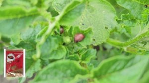 Как БЕЗОПАСНО избавиться от КОЛОРАДСКОГО жука.  ТОП-3 лучших БИОпрепарата от колорадского жука.