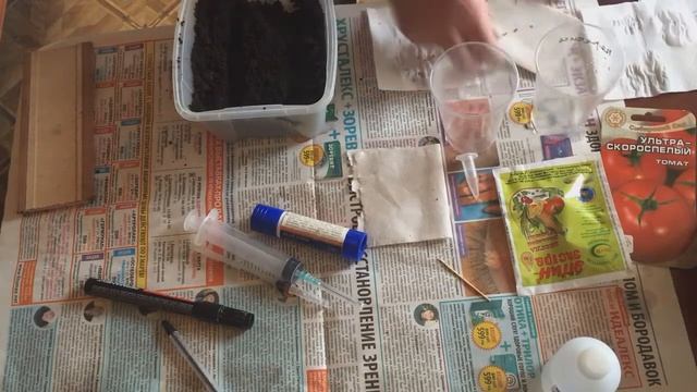 ПОСЕВ СЕМЯН ТОМАТОВ ДВУМЯ СПОСОБАМИ ЗАМАЧИВАНИЯ//#бабалюда//#огород смотреть онлайн