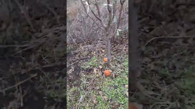 Джумбо помм смотреть онлайн