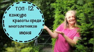 Топ 12 цветущих многолетников июня. Конкурс красоты и мой рейтинг.