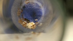 Tetramorium Caespitum / Начало развития империи!
