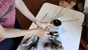 Сады России - посылка, распаковка. Отличная земляника и СУПЕР ЕЖЕВИКА!