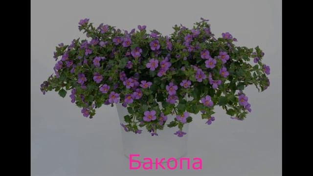 Они с легкостью заменят петунии! Лучшие ампельные растения!