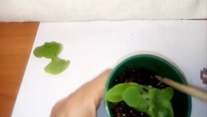 осеннее черенкование Петуния Сурфиния Фриллитуния Комплиментуния  Как размножить сохранить