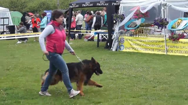 14 мая 2017 Кубок Днепра открытый класс немецкая овчарка смотреть онлайн