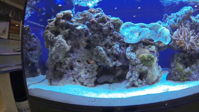 Аквариум с экзотическими рыбками. смотреть онлайн