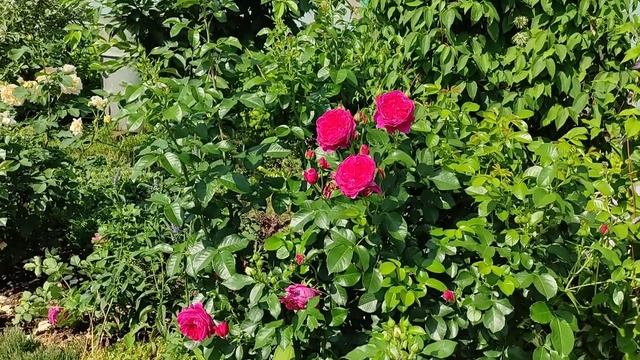 Розы Тантау Roses Tantau, 10 сортов смотреть онлайн