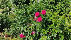 Розы Тантау Roses Tantau, 10 сортов