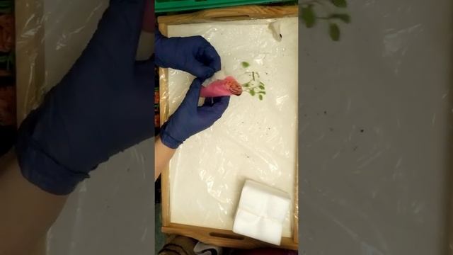 Рассада из "скруток". Пикируем в пакеты и торфяные горшки.