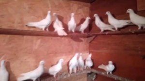 Продаются Бакинские голуби в Астрахани! 89964727983