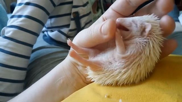 Ежик лизун смотреть онлайн