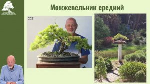 Истории бонсай. Часть первая