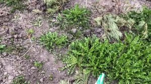 ВЕСЕННИЕ РАБОТЫ НА ДАЧЕ/ОТДЫХ С СЕМЬЁЙ