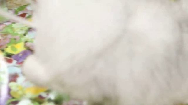 Персидская кошка, серебристая затушеванная шиншилла