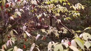 Говорушка дымчачатая и чага