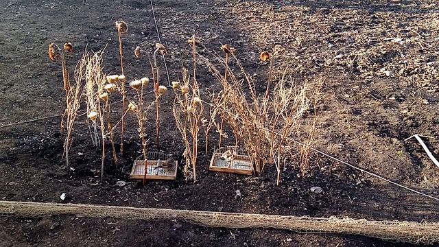 Пение щегла и репла на ловле. смотреть онлайн