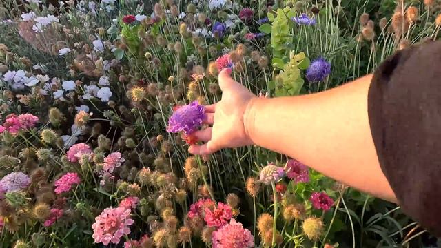 Cut Flower Garden Tour!!! SO Many Pretty Things! 🌸🌼🌹 // Garden Answer смотреть онлайн