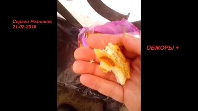 ОБЖОР слойка Свердловская Зерница смотреть онлайн