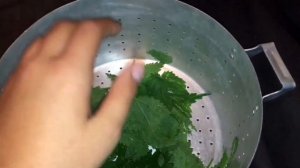 Как обрабатывать крапиву для улиток ахатин ?🍃