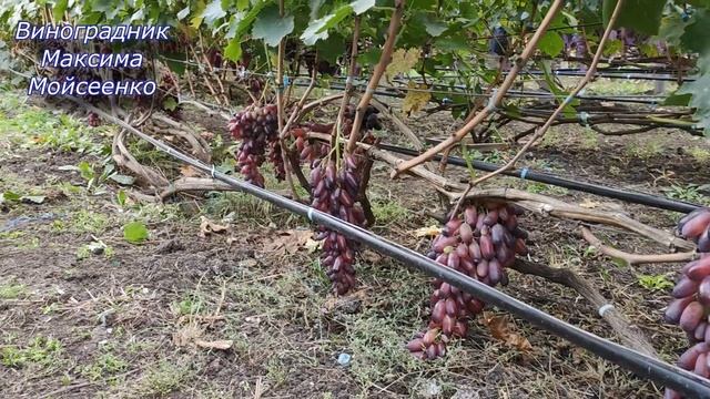 Маникюр фингер 2020г смотреть онлайн