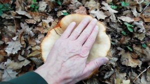 Говорушка подогнутая. Уже 3 недели стоят в лесу грибы не портятся и никто их не срезал.