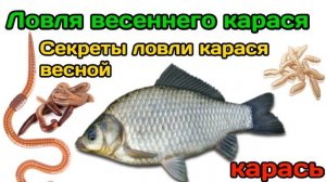 Когда начинается клёв карася весной? Советы ловли карася весной