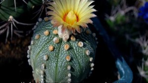 Кактус астрофитум — посадка и уход дома