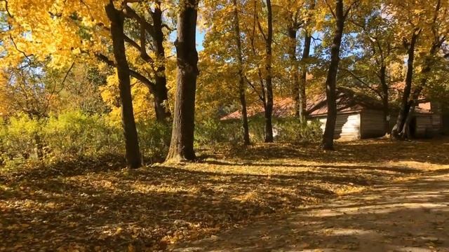 Золотая осень в ЯСНОЙ ПОЛЯНЕ Лев Толстой Тульская обл смотреть онлайн