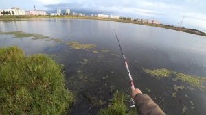 ЩУКА В ТРАВЕ НА ПОПЛАВОК! ОСЕННЯЯ РЫБАЛКА С ЖИВЦОМ НА ВОДОЁМЕ В ШАГЕ ОТ ДОМА! УДОЧКА/СПИННИНГ/ФИДЕР