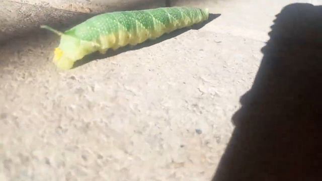 Пешеходы бывают разные... смотреть онлайн