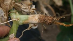 ОГУРЕЦ КИБРИЯ F1 - ВЫСОКОУРОЖАЙНЫЙ, УСТОЙЧИВЫЙ К ПЕРЕПАДАМ ТЕМПЕРАТУР ГИБРИД