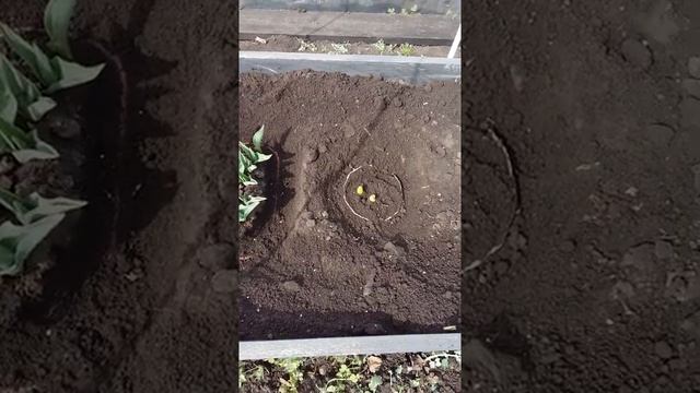 Гиацинт посаженный под зиму смотреть онлайн