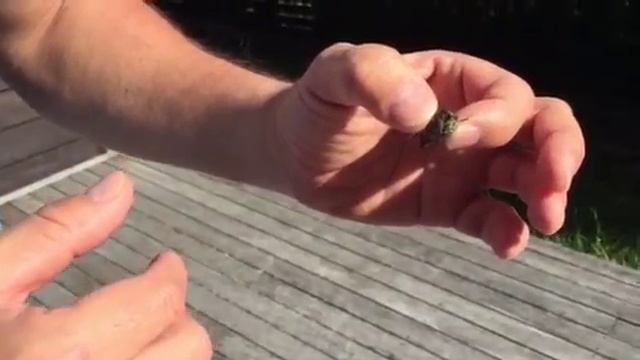 Цикада в Новой Зеландии смотреть онлайн